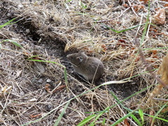 Microtus arvalis