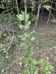 Pyrus