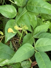 Vigna luteola