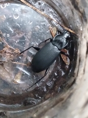 Pterostichus niger