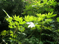 Fatsia polycarpa