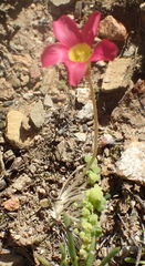 Oxalis inaequalis