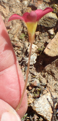 Image of Oxalis inaequalis by (c) Nicola van Berkel, some rights reserved (CC BY-SA)