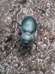 Carabus glabratus