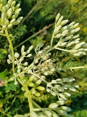 Arnoglossum atriplicifolium