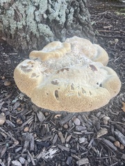Pseudoinonotus