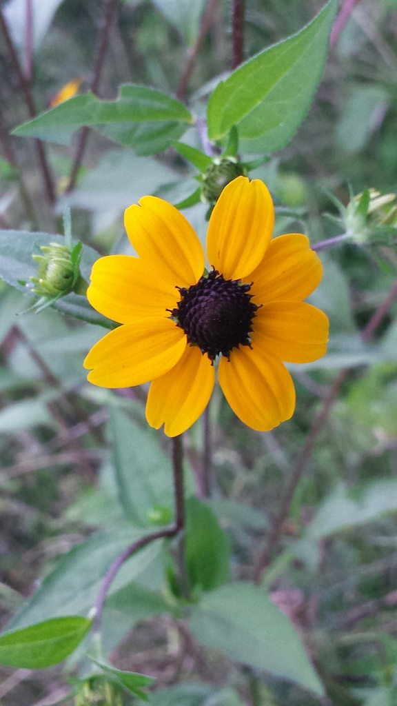 Rudbeckia triloba, Thetford, VT