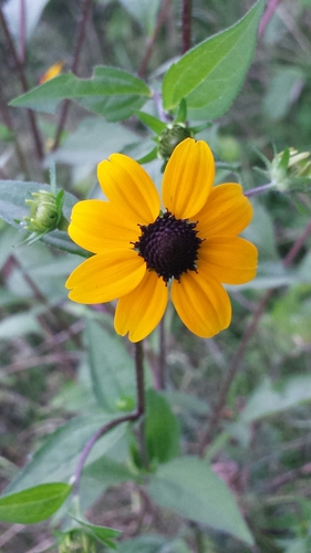 Rudbeckie sauvage 3