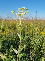 Arnoglossum atriplicifolium
