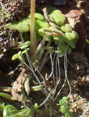 Oxalis inaequalis