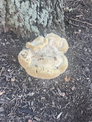 Pseudoinonotus