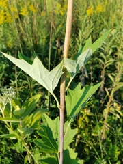 Arnoglossum atriplicifolium