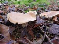 Clitocybe brunneocephala
