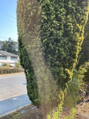 Taxus baccata