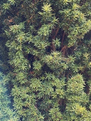 Taxus baccata