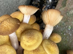 Desarmillaria caespitosa