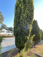 Taxus baccata