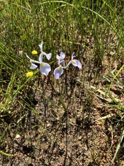 Moraea ogamana