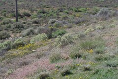 Atriplex lindleyi inflata