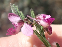 Polygala affinis