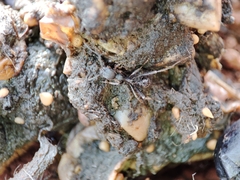 Aphaenogaster senilis