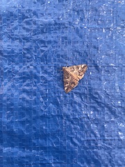 Eubolina impartialis