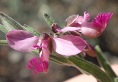 Polygala affinis
