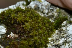 Syntrichia ruralis
