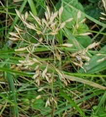 Agrostis capillaris
