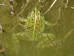 Pelophylax