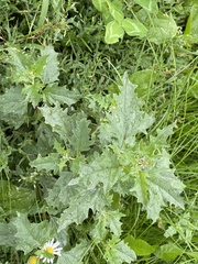 Atriplex tatarica