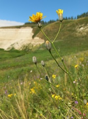 Crepis pannonica