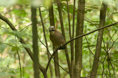 Garrulus glandarius