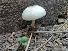 Pluteus petasatus