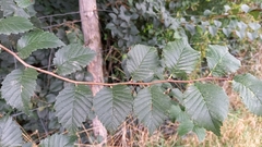 Ulmus