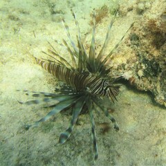 Pterois volitans