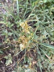 Cuscuta campestris