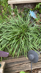 Liriope muscari