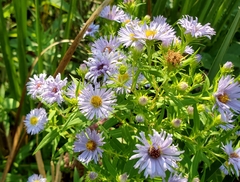 Symphyotrichum firmum