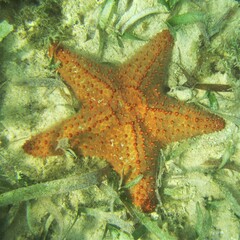 Oreaster reticulatus