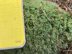 Leucobryum glaucum