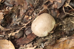 Scleroderma areolatum