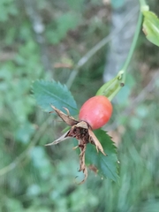 Rosa caesia glauca