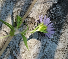 Symphyotrichum firmum