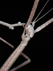 Phasmatidae