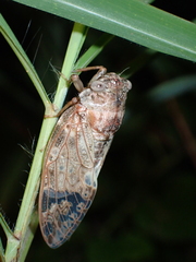 Platypleura kaempferi
