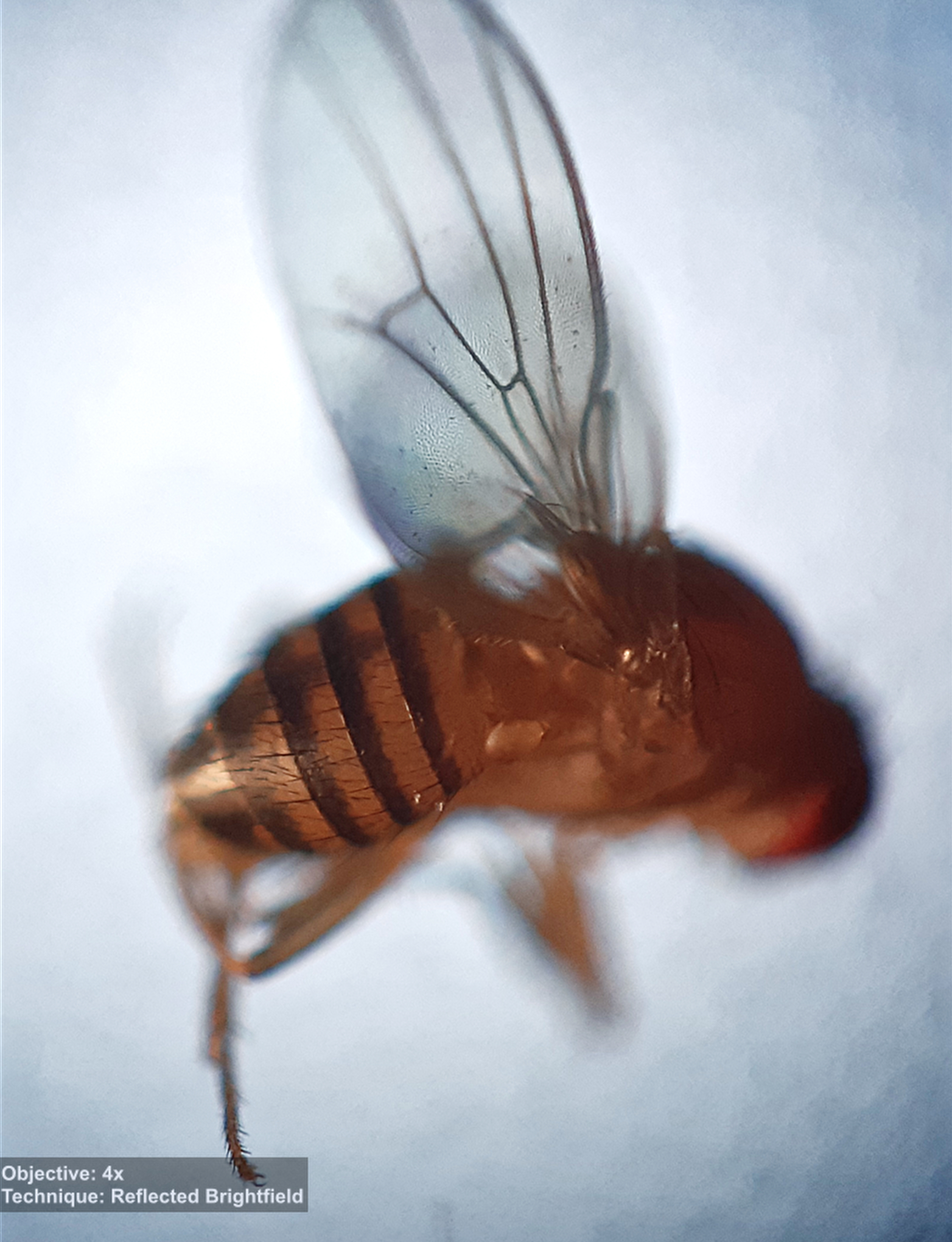 Drosophila Melanogaster Meigen 1830