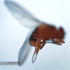 Drosophila melanogaster