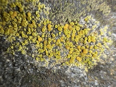 Candelariella