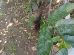 Mimoides ilus branchus